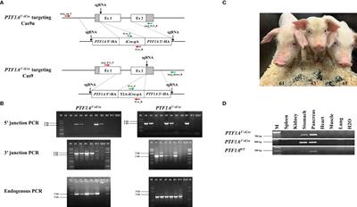 The Missing Link: Cre Pigs for Cancer Research